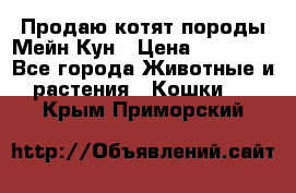 Продаю котят породы Мейн Кун › Цена ­ 12 000 - Все города Животные и растения » Кошки   . Крым,Приморский